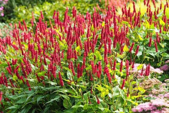 Persicaria Ample Vibrant Red 4 stādi